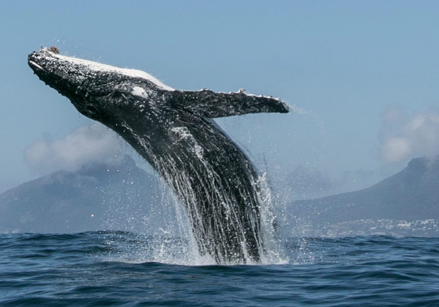 Whale Breaching